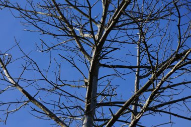 Bir Dendrocopos büyük ağaçkakanı Şubat ayında vahşi doğada bir ağaç dalına tünemiş. Büyük benekli ağaçkakan, Dendrocopos Major, orta büyüklükte bir ağaçkakandır. Berlin, Almanya, Avrupa.                                