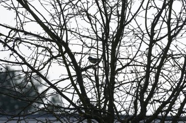 A Parus major bird perches on a tree branch in the wild in February. The great tit, Parus major, is a small passerine bird in the tit family Paridae. Berlin, Germany, Europe. 