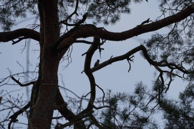 Bir Dendrocopos büyük ağaçkakanı Şubat ayında vahşi doğada bir Pinus Sylvestris ağacının dalına tünemiş. Büyük benekli ağaçkakan, Dendrocopos Major, orta büyüklükte bir ağaçkakandır. Berlin, Almanya, Avrupa.                                 