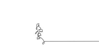 Bahar çiçeklerinin zambakları tek çizgi animasyon çizimi. Sürekli bir çizim çizgisi animasyonu, Lily Vadisi 'nin görüntüleri..