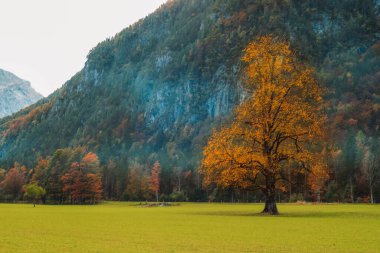 Sonbaharda Slovenya Alplerinde Logar Vadisi veya Logarska Dolina.