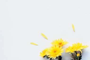 Beyaz arka planda sarı kasımpatı çiçekleri. Tebrik kartı, tatil konsepti. Üst görünüm, alanı kopyala.