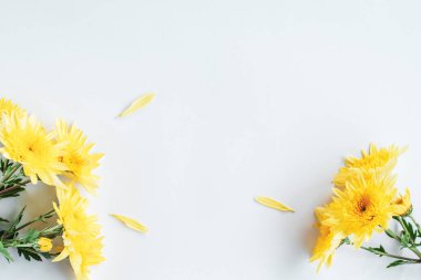 Beyaz arka planda sarı kasımpatı çiçekleri. Tebrik kartı, tatil konsepti. Üst görünüm, alanı kopyala.