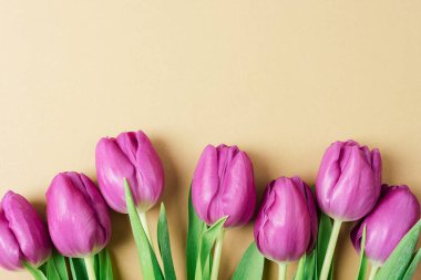 Bej arka planda mor lale çiçekleri. Kadınlar Günü, Anneler Günü, Sevgililer Günü konsepti. Üst görünüm, düz görünüm, kopyalama alanı.