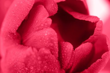 Lale çiçeği çok canlı morumsu bir renge bürünmüş. 2023 Yılı Rengi.