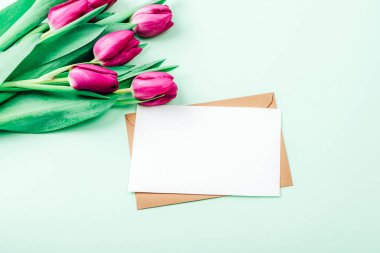 Mor laleler, açık yeşil arkaplanlı boş bir zarf. Sevgililer Günü, Anneler Günü tatili konsepti. Üst görünüm, düz görünüm, model.