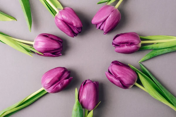 Circle frame of purple tulips on gray background. Top view, flat lay.