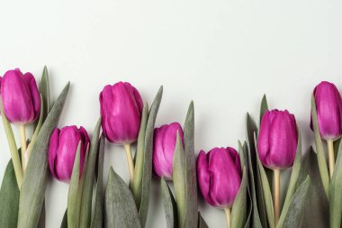 Group of purple tulips on neutral background. Spring holidays concept. Top view, flat lay, copy space.