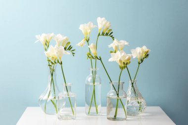 Freesia white flowers in glass vases on white table against blue wall.