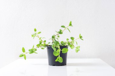 Fresh peppermint herb in a pot. Potted plant Mentha piperita on white table.