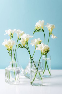 Freesia white flowers in glass vases on white table against blue wall.