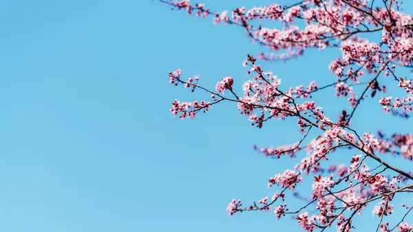 Mavi gökyüzüne karşı kiraz dalları açıyor. Bahar konsepti Seçici odak, boşluğu kopyala.