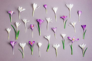 Gri arka planda beyaz ve mor timsahlarla süslü çiçek arkaplanı. Bahar tatili kavramı.