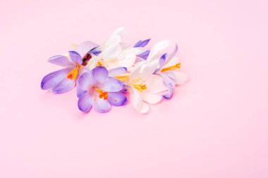 Pembe arka planda güzel mor kır çiçekleri. - Yakın çekim. Boşluğu kopyala.