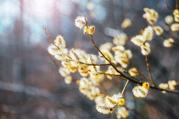 Blooming willow tree in sunlight. Selective focus. Spring background.