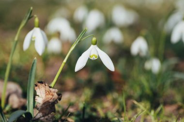 Ormanda büyüyen kar damlası, bahar çiçekleri. Bulanık arkaplan.