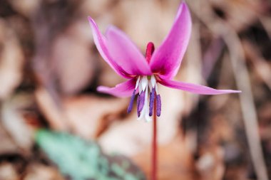 Köpek dişli mor çiçekler, yaklaşın. Seçici odak.