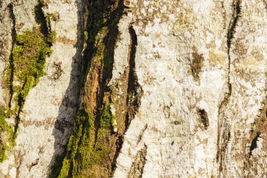 Yeşil yosunlu ağaç kabuğu. Arkaplan, doku.