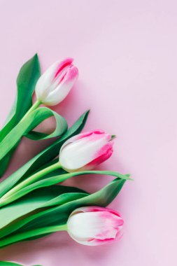 Pembe arka planda üç lale çiçeği. Bahar konsepti, tebrik kartı. Üst manzara, düz uzanma.