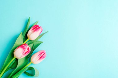 Mavi arka planda üç lale çiçeği. Bahar konsepti Üst görünüm, düz görünüm, kopyalama alanı.