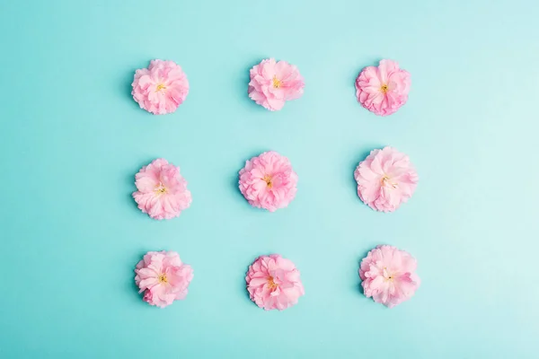 stock image Pink sakura flowers on blue background. Top view, flat lay.