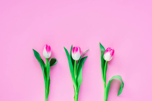 Three tulip flowers on pink background. Spring concept. Top view, flat lay, copy space.