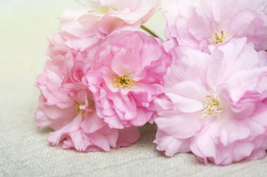 Pembe kiraz çiçeği. Güzel bahar çiçekleri. Yakın çekim..