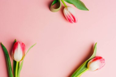 Pembe arka planda üç lale çiçeği. Bahar festivali arka planı. Üst görünüm, düz görünüm, kopyalama alanı.