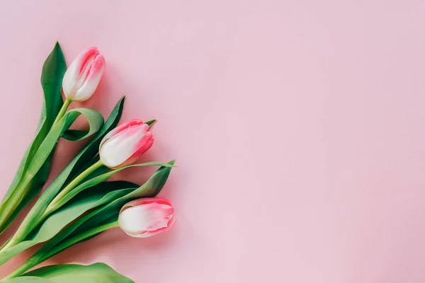 Pink and white tulips on pink background. Spring holidays concept. Top view, flat lay, copy space.