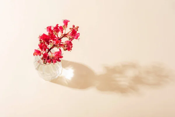 stock image Red Horse Chestnut flower, Aesculus x carnea Fort McNair in glass vase in sunlight. Top view.