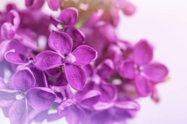 Güzel mor leylak çiçekleri. Macro, kapat..