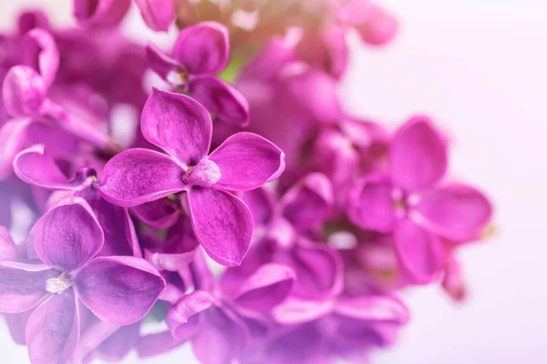 Beautiful Purple Lilac Flowers Macro Close — Stock Photo, Image
