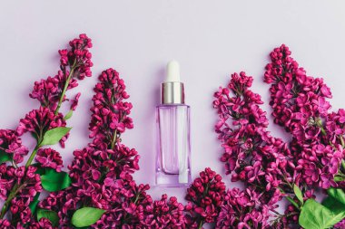 Mor arka planda serum şişesi ve leylak çiçekleri. Doğal kozmetik, cilt bakımı konsepti. Üst manzara, düz uzanma.