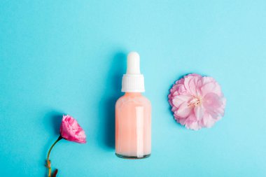 Mavi arka planda serum şişesi ve pembe sakura çiçeği. Cilt bakımı, güzellik tedavi konsepti. Üst manzara, düz uzanma.