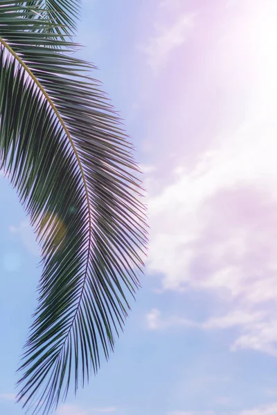 夕阳西下棕榈叶映衬蓝天 美丽的自然背景夏季概念 — 图库照片