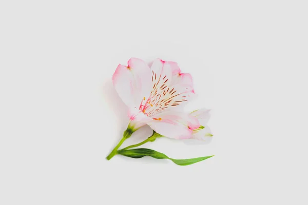 Pink Alstroemeria Flower White Background Close — Stock Photo, Image