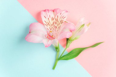 Mavi ve pembe arkaplanda Alstroemeria çiçeği.