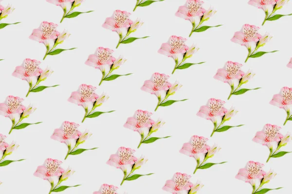 Pattern Pink Alstroemeria Flower White Background — Stock Photo, Image