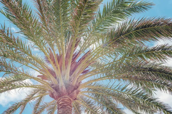 棕榈树映衬蓝天 夏季背景 — 图库照片