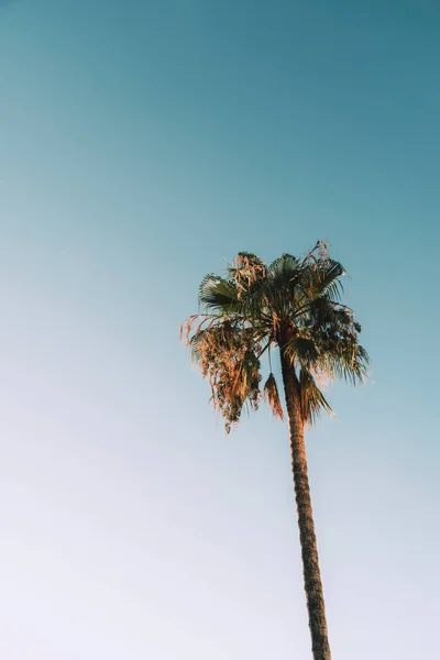 Mavi Gökyüzüne Karşı Uzun Palmiye Ağacı Doğal Arka Plan Yaz — Stok fotoğraf