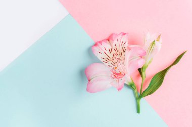 Mavi ve pembe arka planda Alstroemeria çiçeği. Üst görünüm, alanı kopyala.