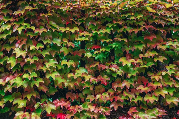 紫色和绿色的秋季叶背 秋天的概念 — 图库照片