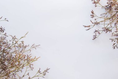 Çiçekler düzdü. Beyaz arka planda mor kermek çiçekleri. Üst görünüm, alanı kopyala.