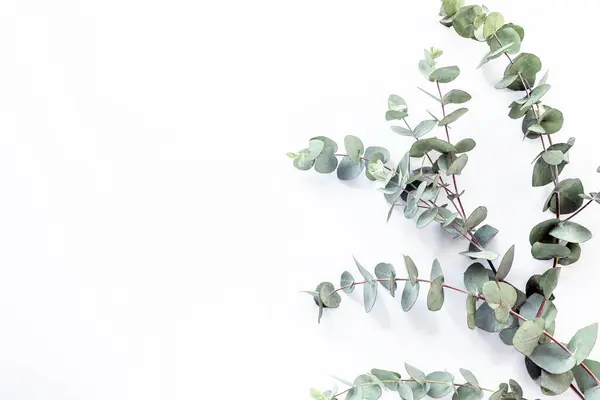 Eucalyptus branches on white background with copy space. Top view, flat lay.