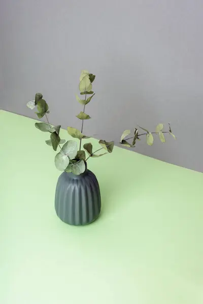 Eucalyptus branches in vase on gray and green background. Home decor concept. Copy space.
