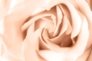 Gül çiçeği, yakın plan, makro. Doğal arka plan, yumuşak odaklanma. Şeftali Tüyleri - 2024 yılının moda rengi.