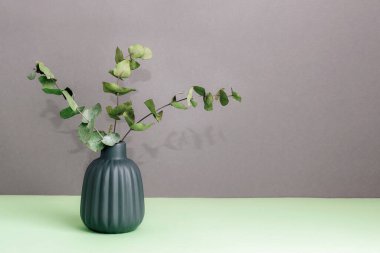 Okaliptüs, yeşil masanın üzerindeki vazoda gri duvar zeminine karşı dallanır. Ev dekorasyonu konsepti. Boşluğu kopyala.