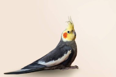 Güzel sarı ve gri Cockatiel Nymphicus hollandicus papağanı tarafsız arka planda izole edilmiş..