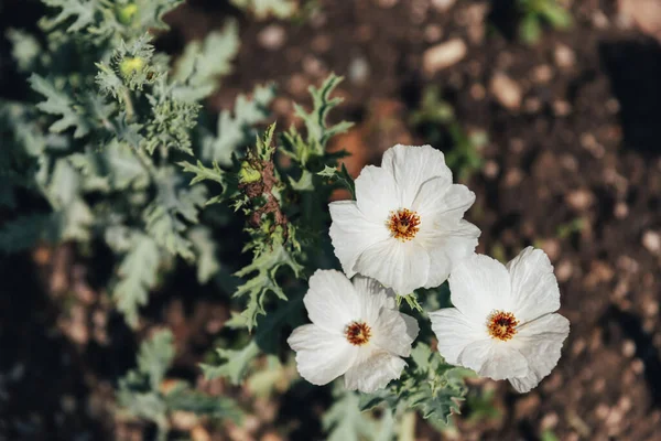 Argemone Platycerus Prickly Poppy Beyaz Çiçekler Üst Manzara Telifsiz Stok Fotoğraflar
