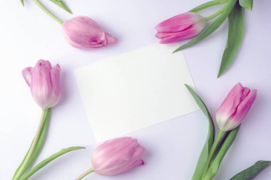 Boş kart ve pembe laleler, bahar tatili konsepti. Üst görünüm, düz görünüm, model.